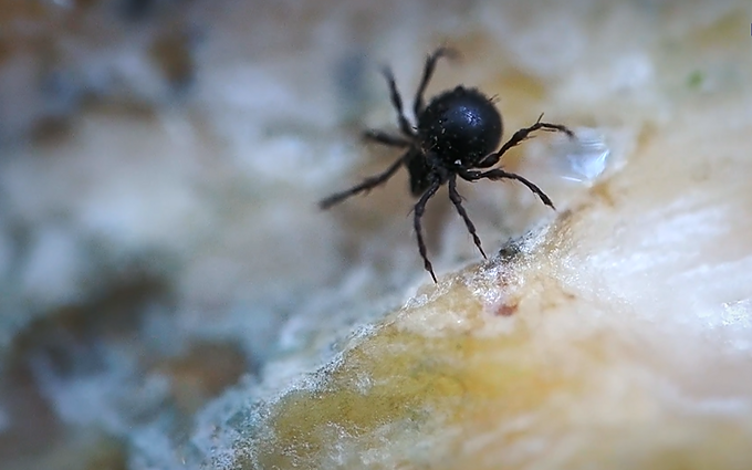 Grybais mintanti erkė