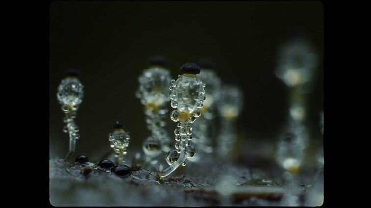 „Dulkės, kaulai ir stebuklai“