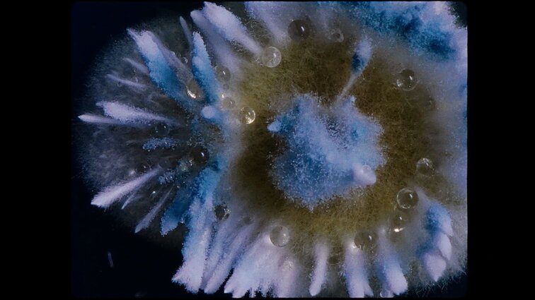 „Dulkės, kaulai ir stebuklai“