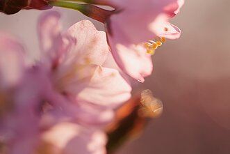 Vilniuje žydi sakuros