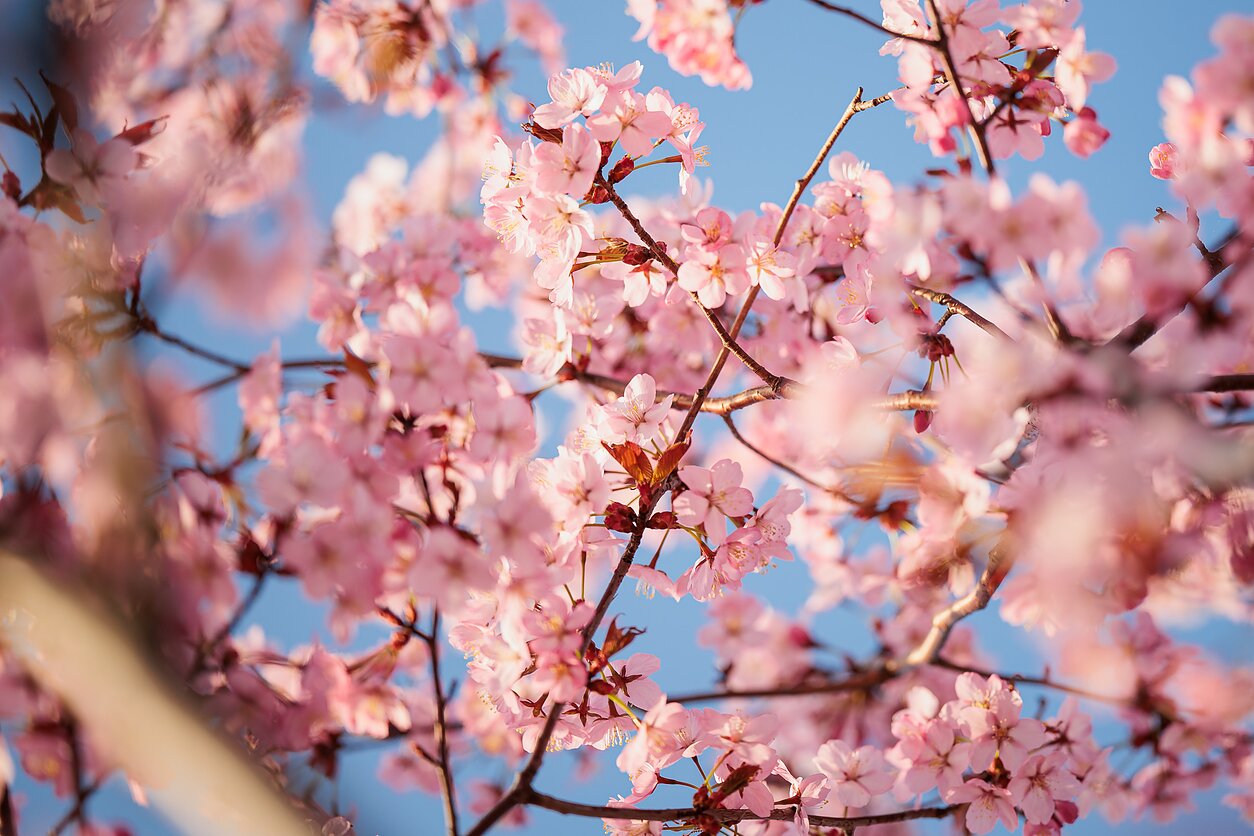 Vilniuje žydi sakuros