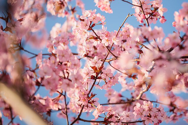 Vilniuje žydi sakuros