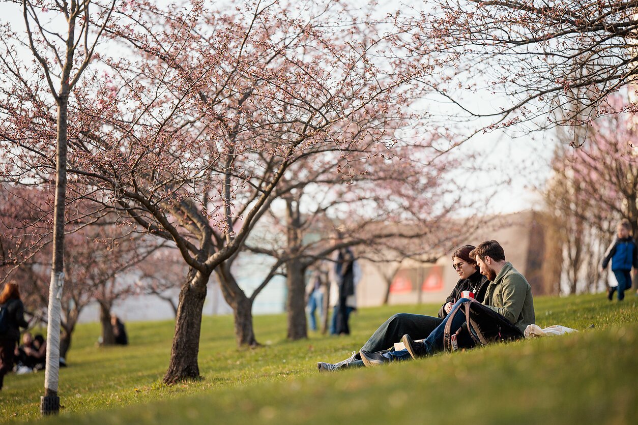 Vilniuje žydi sakuros, asociatyvi nuotr.