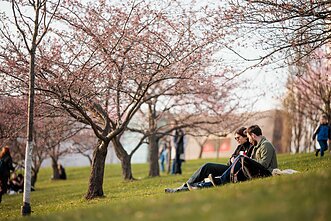 Vilniuje žydi sakuros, asociatyvi nuotr.