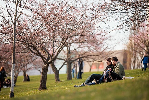 Vilniuje žydi sakuros, asociatyvi nuotr.