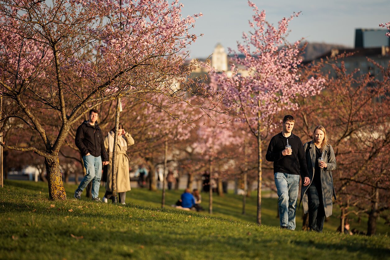 Vilniuje žydi sakuros