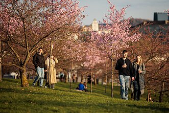 Vilniuje žydi sakuros