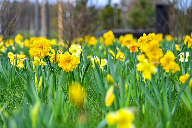 Pirmieji pavasario žiedai Panevėžyje