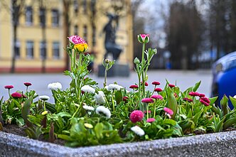 Pirmieji pavasario žiedai Panevėžyje