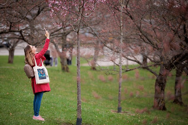 Sakuros, asociatyvi nuotr.