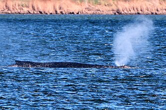 Prie Vokietijos Baltijos jūros krantų įstrigęs kuprotasis banginis Timis
