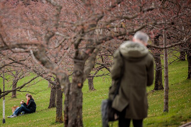 Sakuros, asociatyvi nuotr.