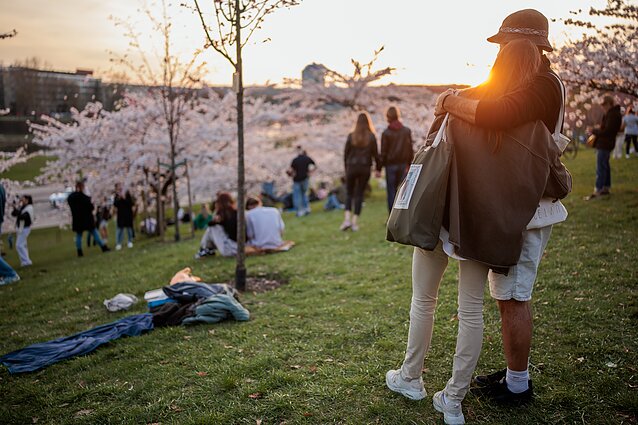 Sakurų žydėjimas Vilniuje, asociatyvi nuotr.