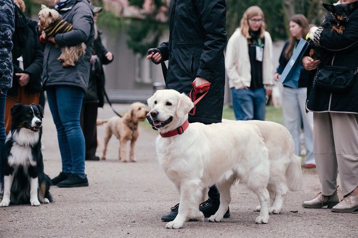 Šuns diena Vilniuje 2026 m.