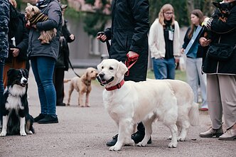 Šuns diena Vilniuje 2026 m.