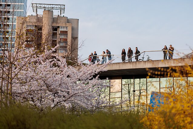 Sakuros. Asociatyvi nuotr.