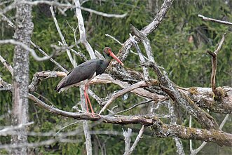 Juodasis gandras Lietuvoje