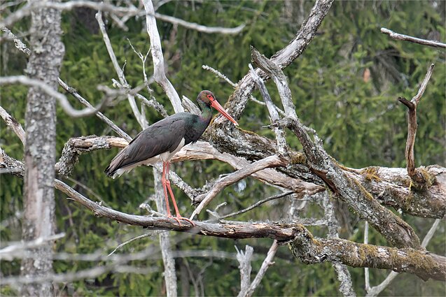 Juodasis gandras Lietuvoje