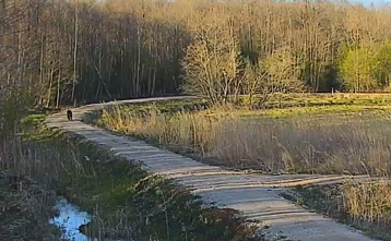 Meška Ignalinos rajone pasienyje