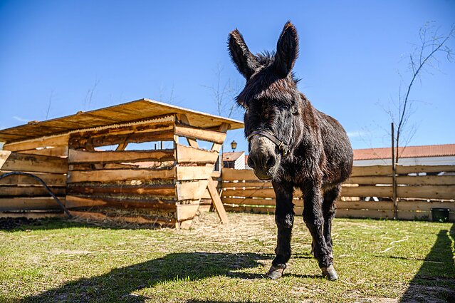 Ankstesnių festivalių akimirkos