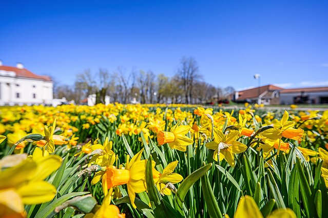 Ankstesnių festivalių akimirkos