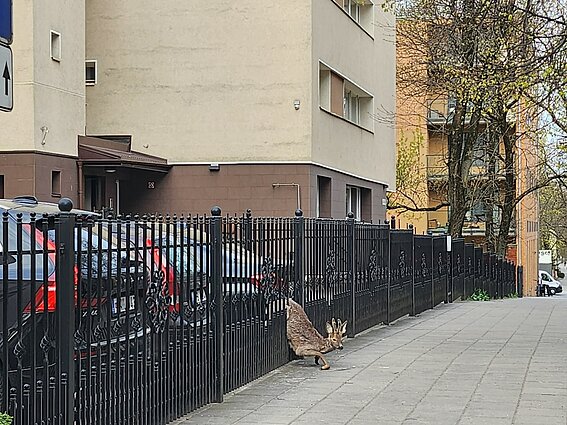 Vilniuje metalinėje tvoroje užstrigo stirna