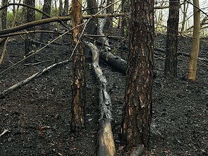 Sostinėje užsidegė medžiai ir miško paklotė