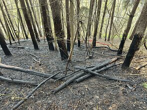 Sostinėje užsidegė medžiai ir miško paklotė