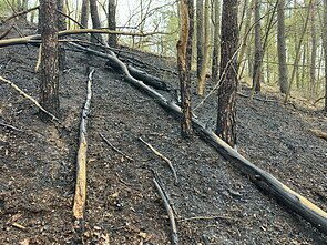 Sostinėje užsidegė medžiai ir miško paklotė