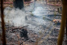 Sostinėje užsidegė medžiai ir miško paklotė