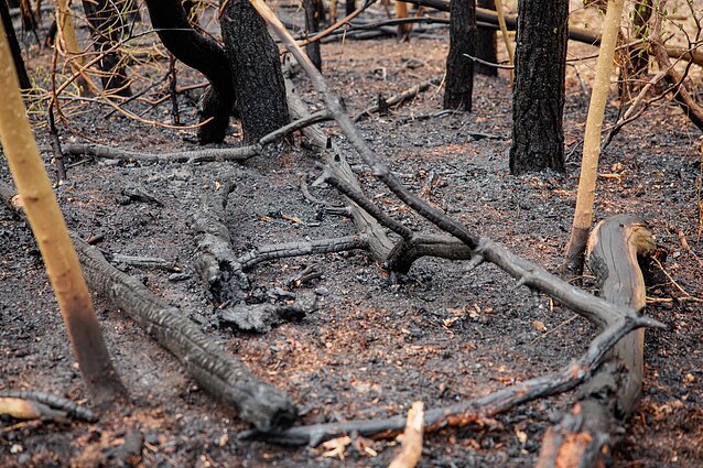 Sostinėje užsidegė medžiai ir miško paklotė