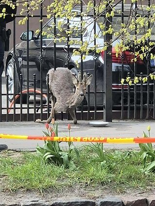 Vilniuje metalinėje tvoroje užstrigo stirna