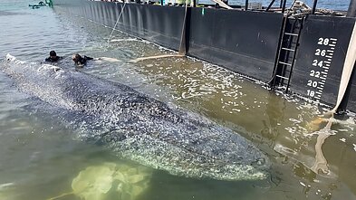 Prie Vokietijos Baltijos jūros krantų įstrigęs kuprotasis banginis Timis