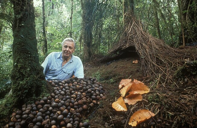 Davidas Attenborough