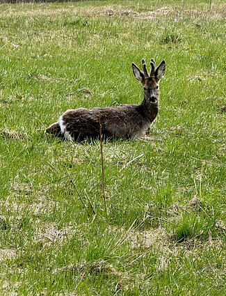Į laisvę paleista stirna.