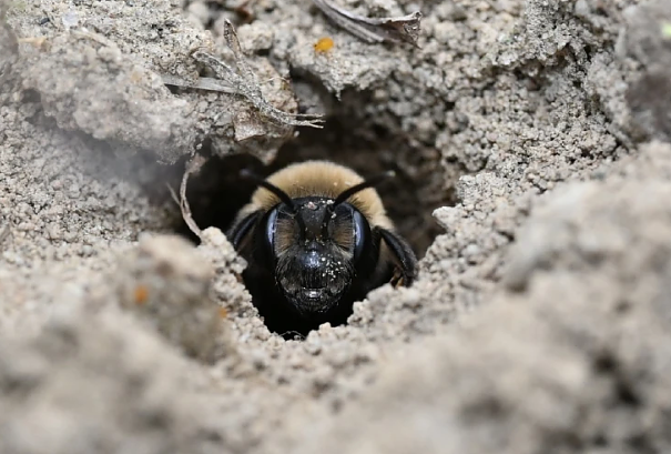 Andrena Regularis