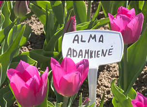 Burbiškio dvaro parke pražydo tūkstančiai tulpių