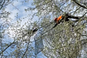 Aukštalipys gelbsti aukštai medyje įstrigusią katę
