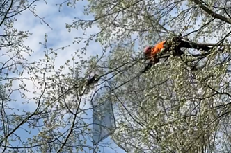 Aukštalipys gelbsti aukštai medyje įstrigusią katę