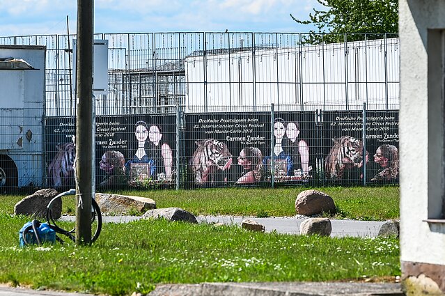 Vokietijoje policija nušovė pabėgusį tigrą