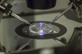Dirbtinis apvaisinimas
