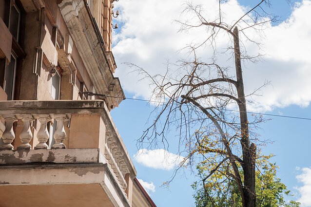 Vilniaus gatvėse – po remonto darbų nudžiuvę medžiai