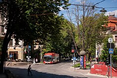 Vilniaus gatvėse – po remonto darbų nudžiuvę medžiai