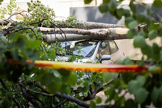 Vilniuje medis užvirto ant automobilių