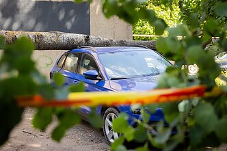 Vilniuje medis užvirto ant automobilių