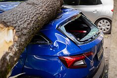 Vilniuje medis užvirto ant automobilių