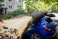 Vilniuje medis užvirto ant automobilių