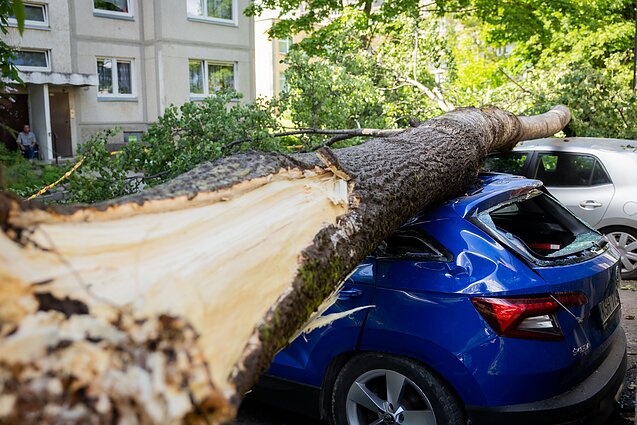 Vilniuje medis užvirto ant automobilių