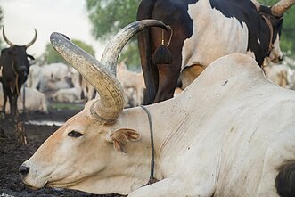 Pietų Sudanas. Mundari gentis