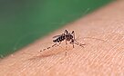 Aedes aegypti uodas